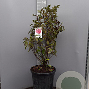 Magnolia 'Susan' 100-125 cm 35L