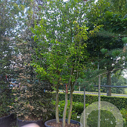 Parrotia persica 500-600 cm container meerstammig
