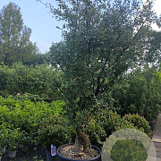 Quercus suber 200-300 cm cont. 110L meerstammig