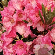 Rhododendron 'Wine & Roses' 80-100 cm 30L