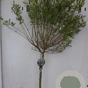 Salix integra 'Hakuro-nishiki' 120 cm stam 7,5L
