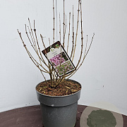 Syringa meyeri 'Palibin' 30-40 cm 5,0L