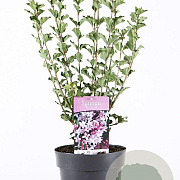 Syringa meyeri 'Palibin' 50-60 cm 5,0L