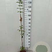 Acer griseum 125-150 cm 3,0L