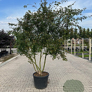 Acer palmatum 200-250 cm container meerstammig extra