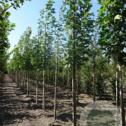 Acer platanoides 10-12 HO container