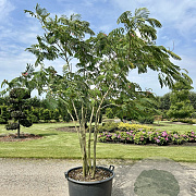 Albizia julibrissin 200-250 cm container meerstammig extra