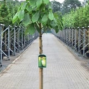 Asimina triloba 8-10 HO container