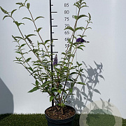 Buddleja d. 'Empire Blue' 60-80 cm 7,5L