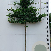 Carpinus betulus 14-16 HO container LEIVORM