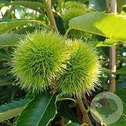 Castanea sat. 'Bouche de Betizac' 6-8 HO 18L