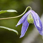 Clematis alpina GM C5