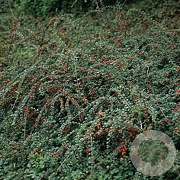 Cotoneaster apiculatus 'Blackburn' 120 cm stam 12L