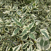 Cornus mas 'Variegata' 6-8 HO container