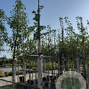 Crataegus laev. 'Paul's Scarlet' 8-10 HO container