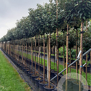 Elaeagnus ebbingei 8-10 HO container
