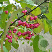 Euonymus phellomanus 180 cm stam container