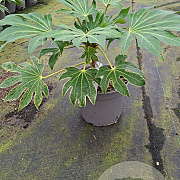 Fatsia japonica 'Spider's Web' GM C5