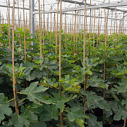 Ficus car. 'Dama Nera' 100 cm stam 18L 8-10