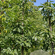 Juglans regia 'Coenen' 8-10 HO container