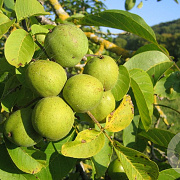 Juglans r. 'Hansen' 6-8 HO 10L