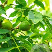 Juglans r. 'Serr' 8-10 HO container