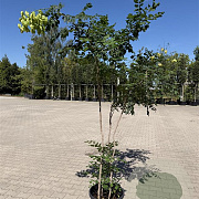 Koelreuteria paniculata 175-200 cm container