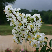 Lagerstroemia indica 'Sarah's Favorite' 200-250 cm container meerstammig extra