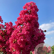 Lagerstroemia indica 'Tuscarora' 200-250 cm container meerstammig extra
