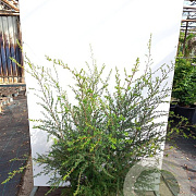 Leptospermum scoparium GM C5