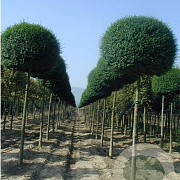 Ligustrum delavayanum 120 cm stam cont. 240L