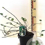 Lonicera fragrantissima GM C5