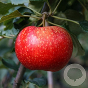 Malus d. 'Beauty of Bath' 10-12 HA container