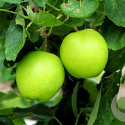 Malus domestica 'Manks Codlin' 10-12 HO container