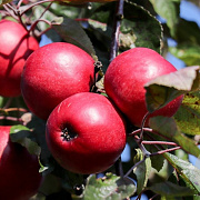 Malus domestica 'Red Love' 10-12 HO container