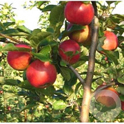 Malus d. 'Santana' 12-14 HO container