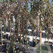 Malus 'Royal Beauty' 8-10 HO 45L 220 cm stam
