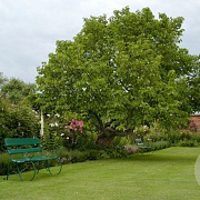Morus alba 200-250 cm cont. 60L