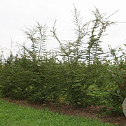 Nothofagus antarctica 200-250 cm container