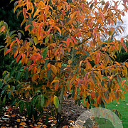 Nyssa sinensis 40-60 cm P9