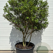 Osmanthus burkwoodii 175-200 cm container meerstammig