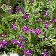 Polygala myrtifolia GM C5