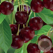 Prunus a. 'Castor' 10-12 HO container