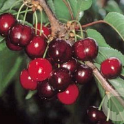 Prunus a. Earlise 10-12 HA container
