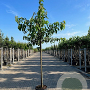 Prunus a. 'Lapins' 10-12 HA container