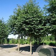 Prunus a. 'Plena' 10-12 HO container