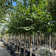 Prunus avium 14-16 HO container