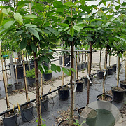 Prunus a. 'Varikse Zwarte' 10-12 HA container