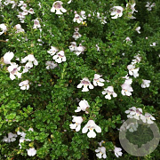 Prostanthera cuneata GM C5