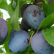 Prunus d. 'The Czar' 10-12 HA container